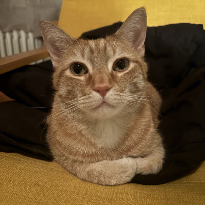 Mom Of A Silly Orange Tabby