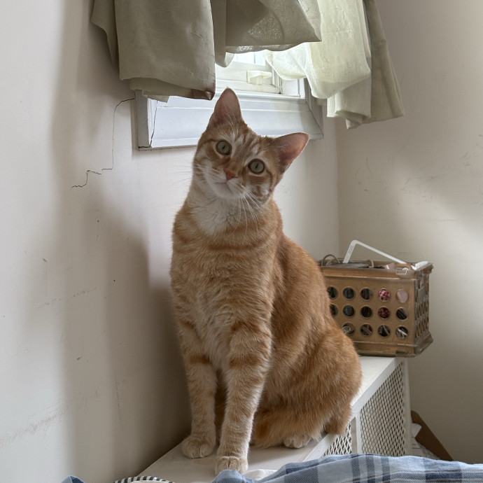 Mom Of A Silly Orange Tabby
