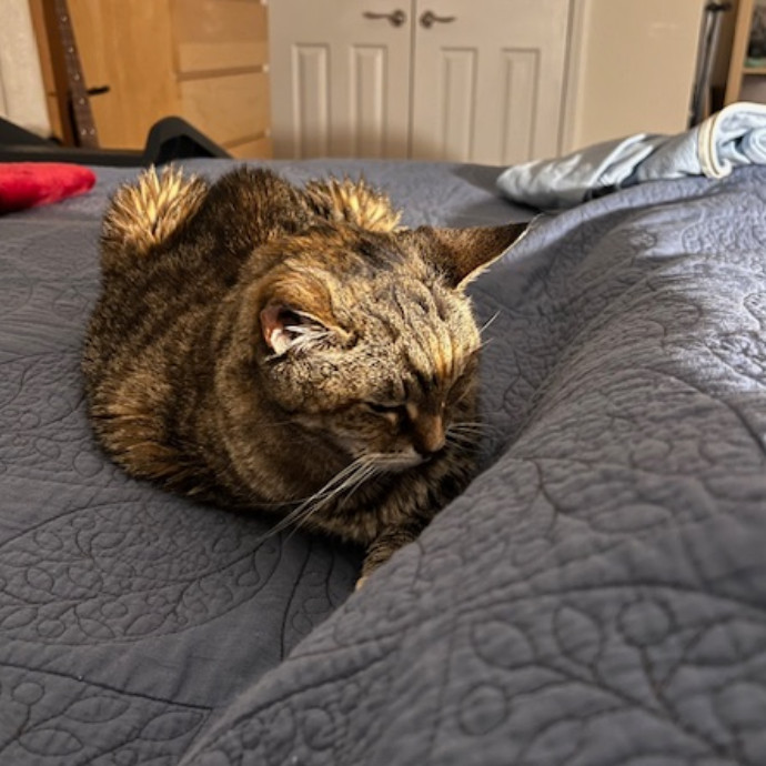 Trustworthy Feline Friend
