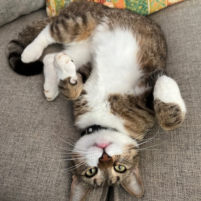 Trustworthy Feline Friend