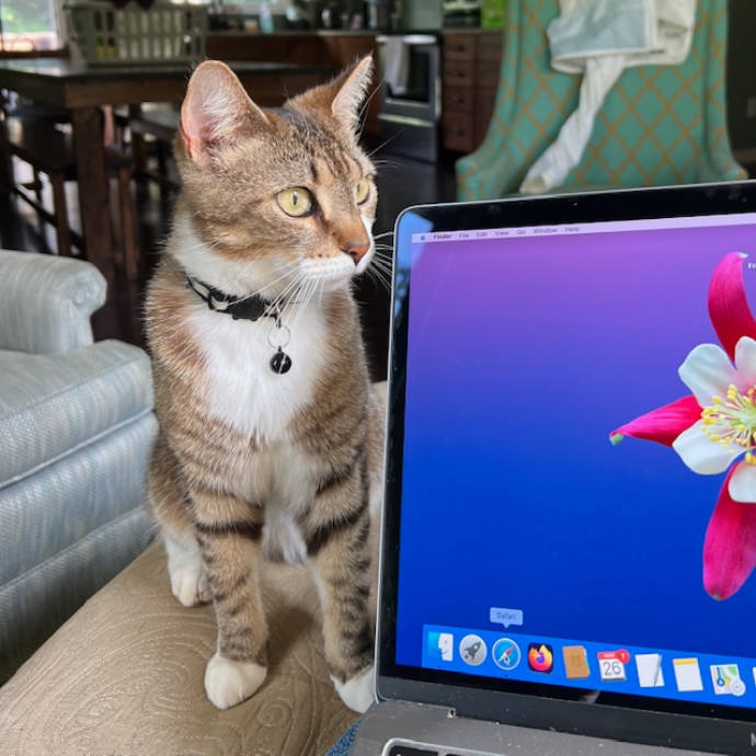 Trustworthy Feline Friend