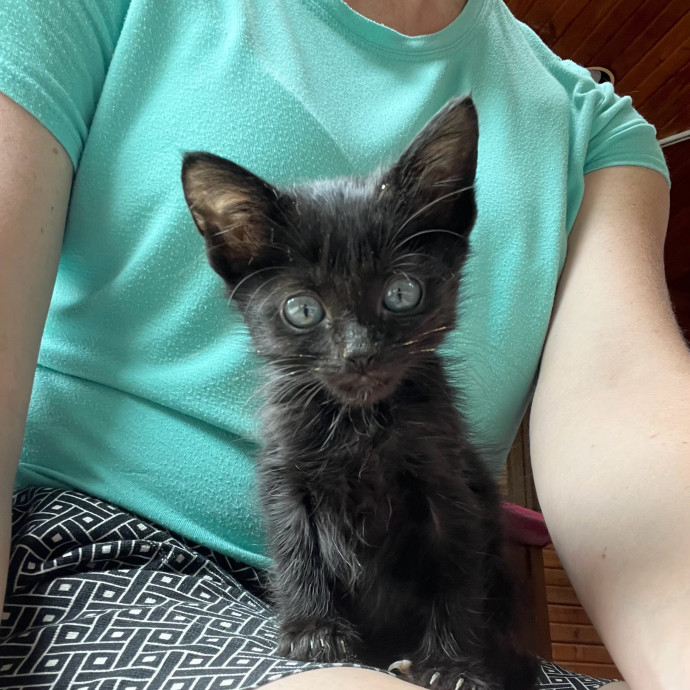 Trustworthy Feline Friend