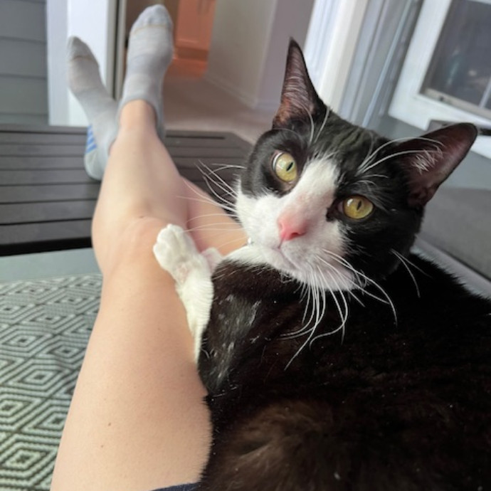 Trustworthy Feline Friend