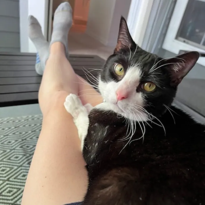Trustworthy Feline Friend
