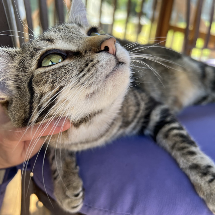 Trustworthy Feline Friend