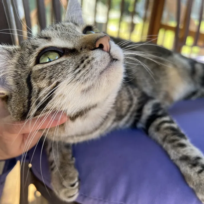 Trustworthy Feline Friend