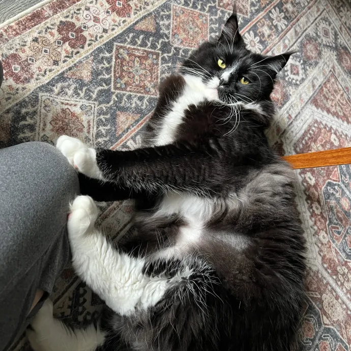 Trustworthy Feline Friend