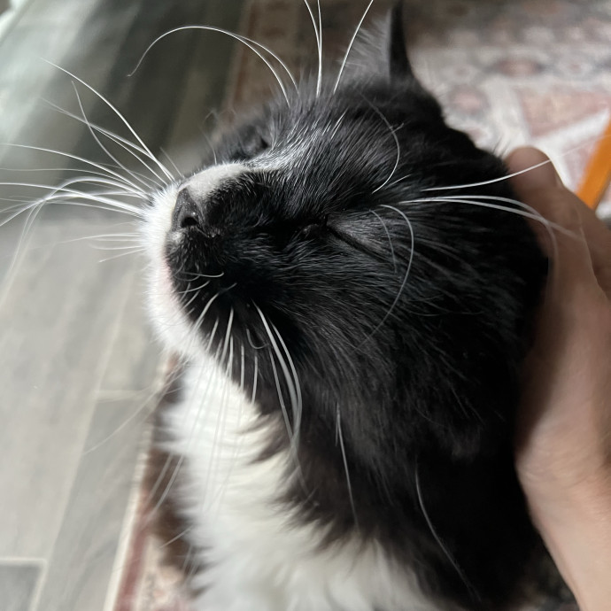 Trustworthy Feline Friend