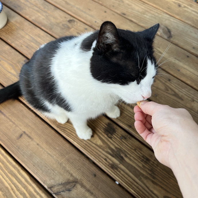 Trustworthy Feline Friend