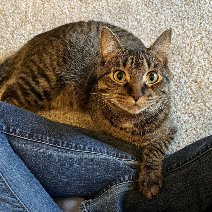 Trustworthy Feline Friend
