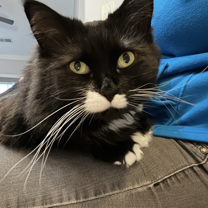 Trustworthy Feline Friend