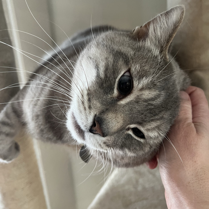 Trustworthy Feline Friend