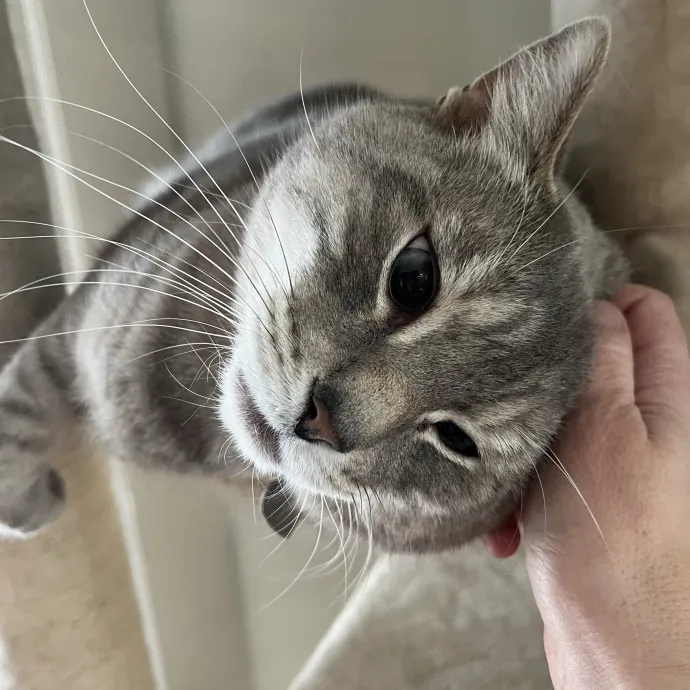 Trustworthy Feline Friend