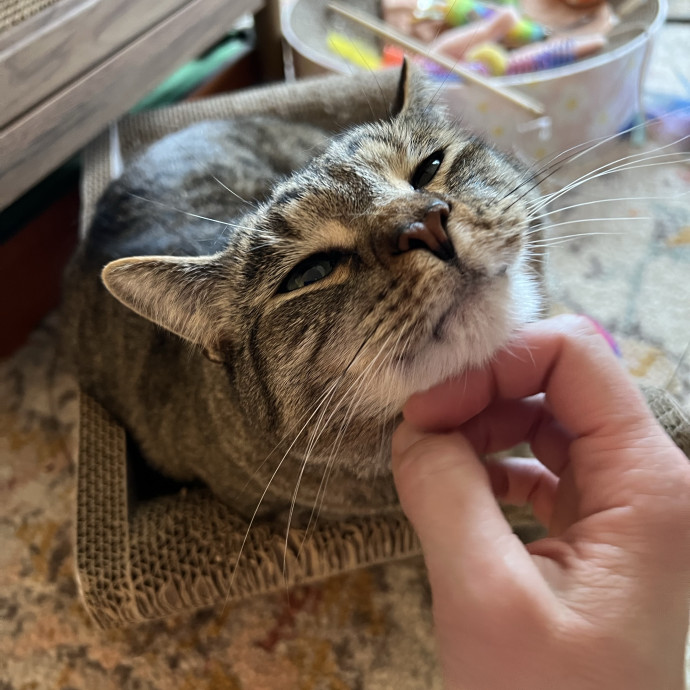 Trustworthy Feline Friend