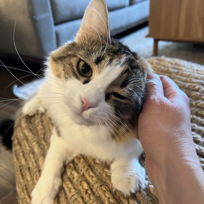 Trustworthy Feline Friend