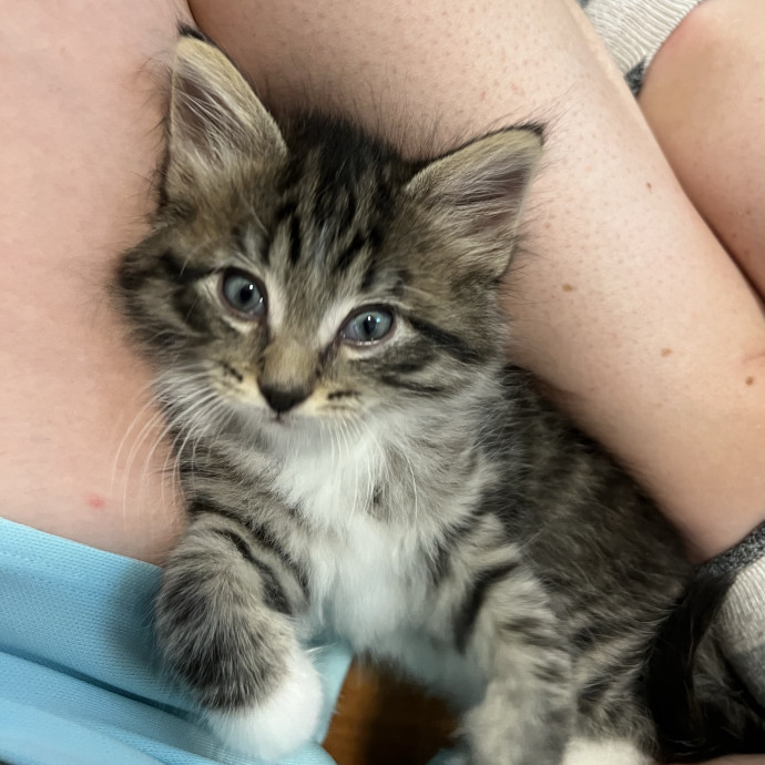 Trustworthy Feline Friend