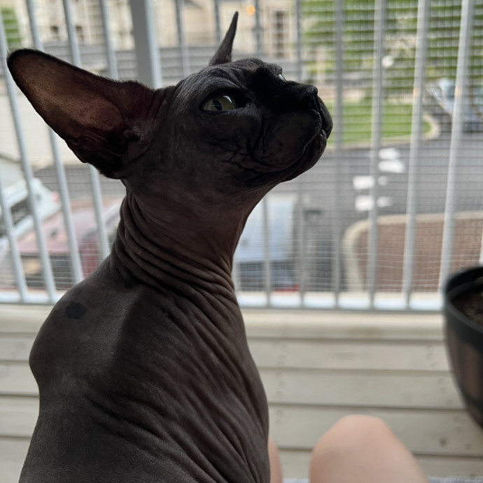 Trustworthy Feline Friend