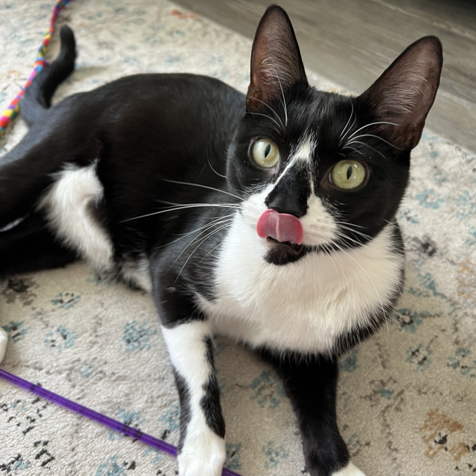 Trustworthy Feline Friend