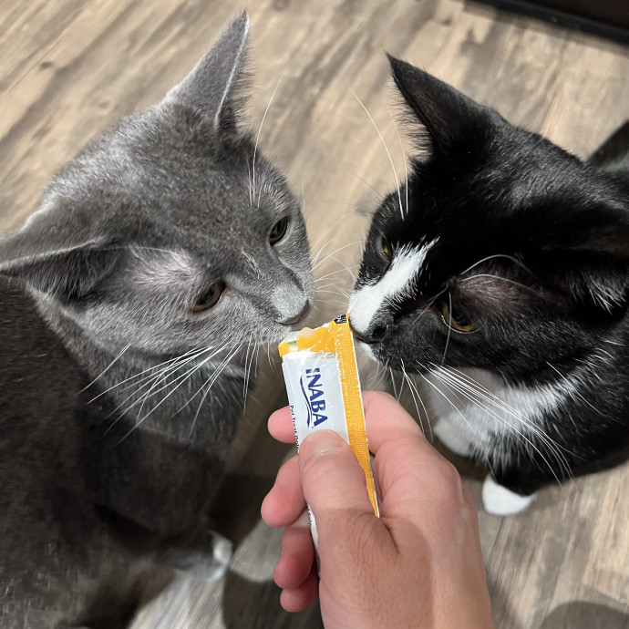 Trustworthy Feline Friend
