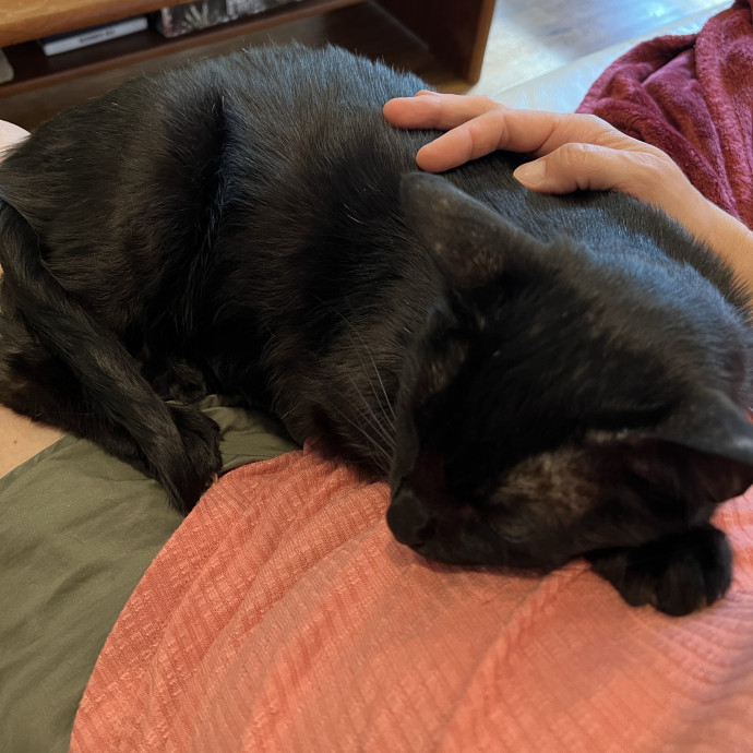 Trustworthy Feline Friend