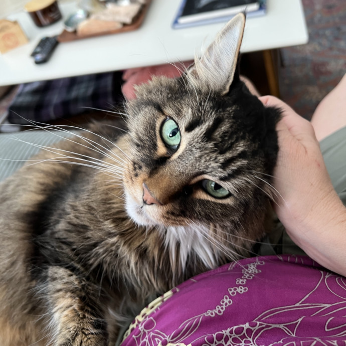 Trustworthy Feline Friend