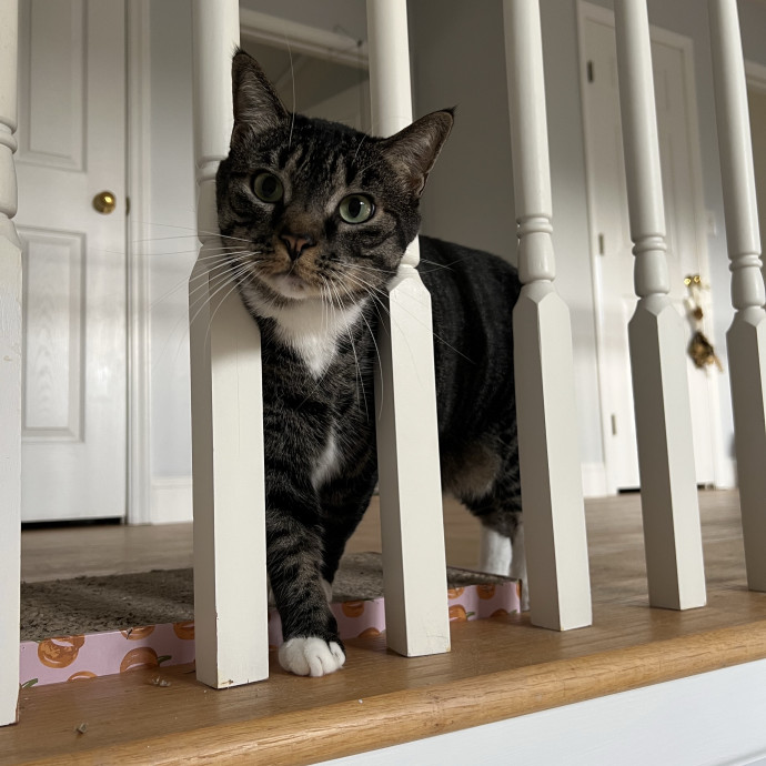 Trustworthy Feline Friend