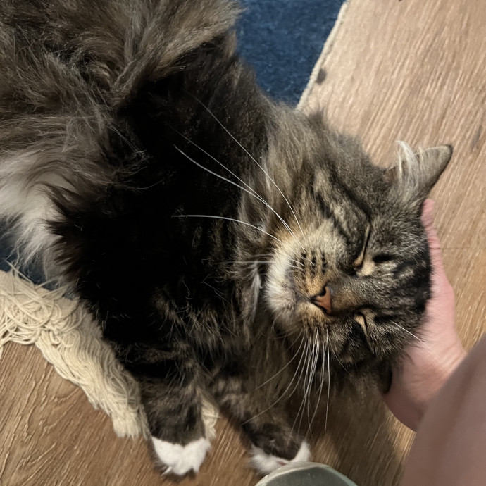 Trustworthy Feline Friend photo 3