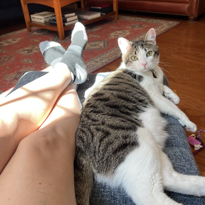 Trustworthy Feline Friend photo 2