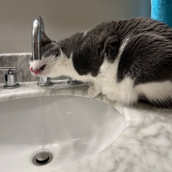 Trustworthy Feline Friend photo 3