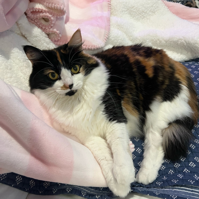 Considerate  Purrfessional