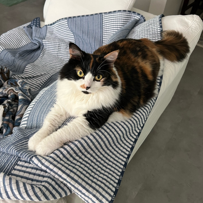 Considerate  Purrfessional
