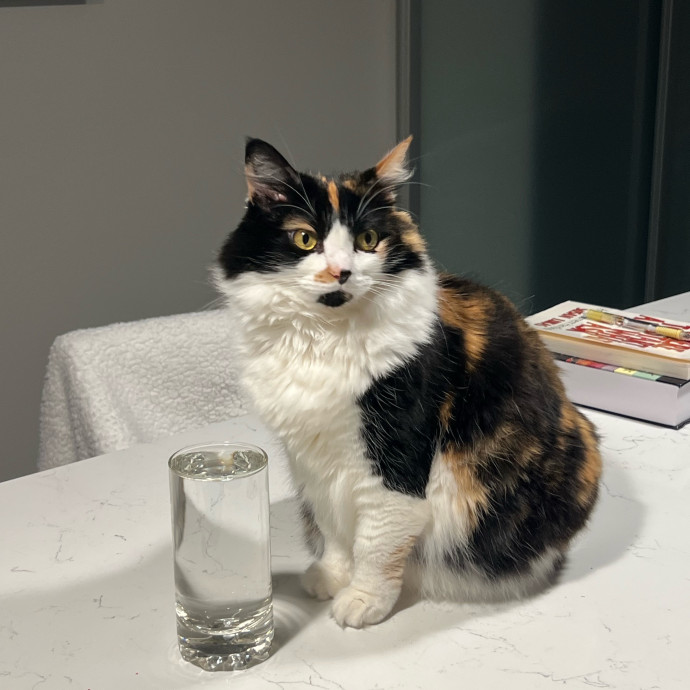 Considerate  Purrfessional