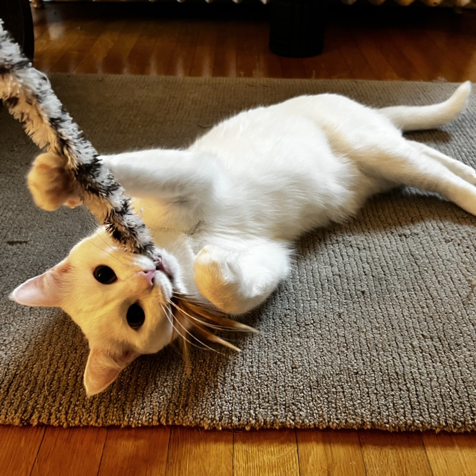 Considerate  Purrfessional photo 3