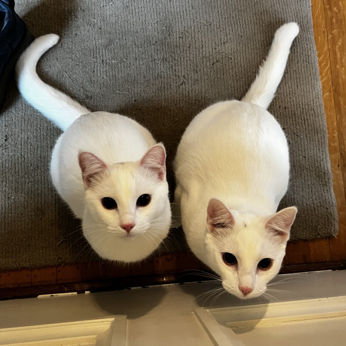 Considerate  Purrfessional photo 2