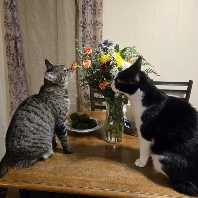 Cathy Loves Cats photo 2