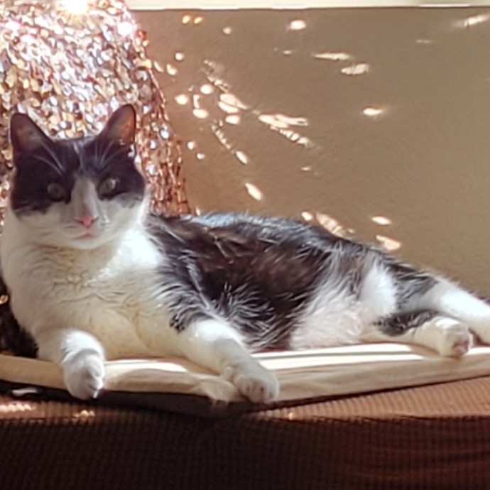 Kitty's Purrfect Companion