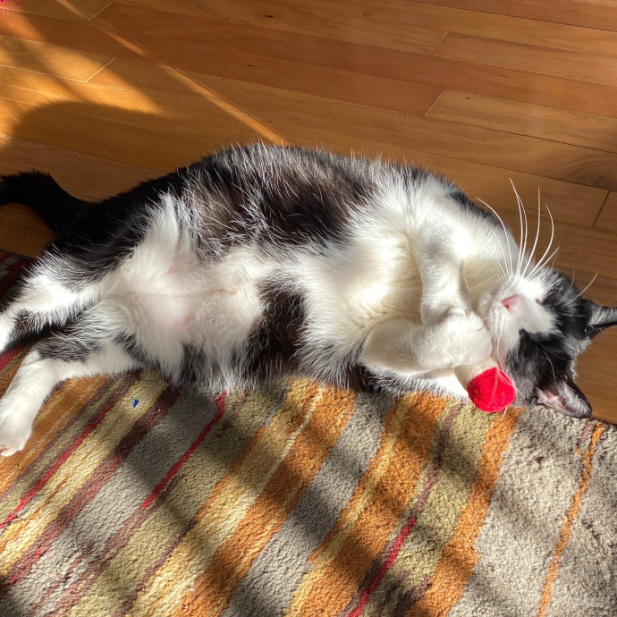 Kitty's Purrfect Companion