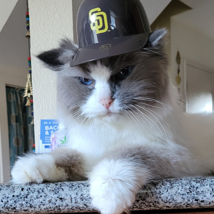 Kitty's Purrfect Companion photo 3