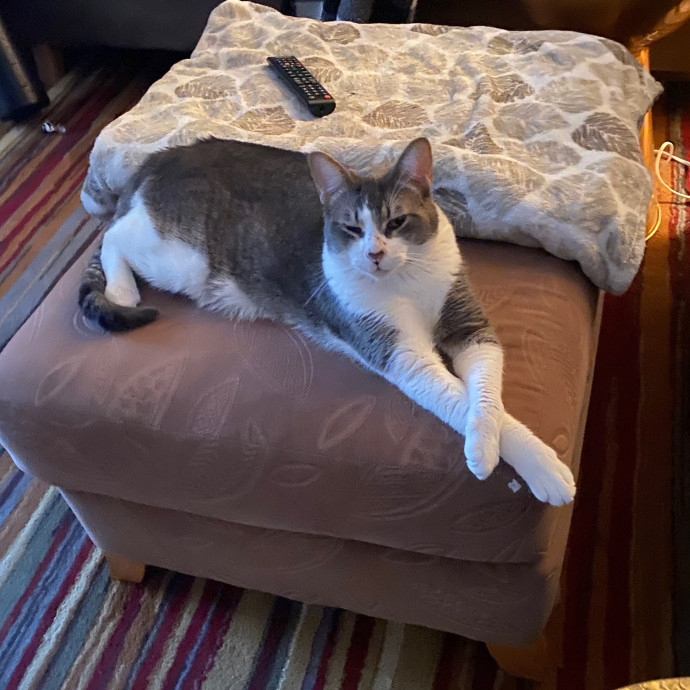 Kitty's Purrfect Companion photo 2