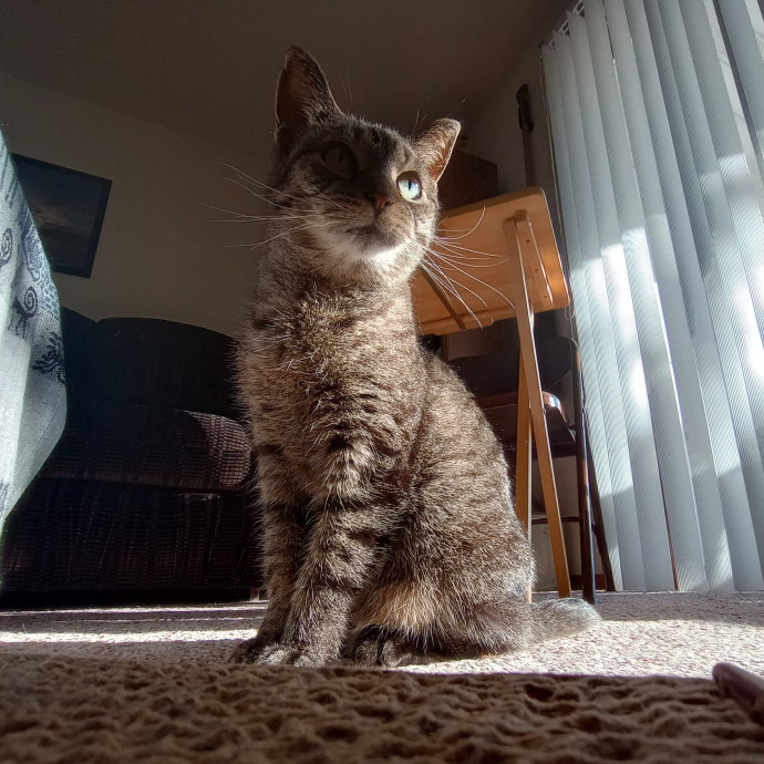 Caring Cat Companion