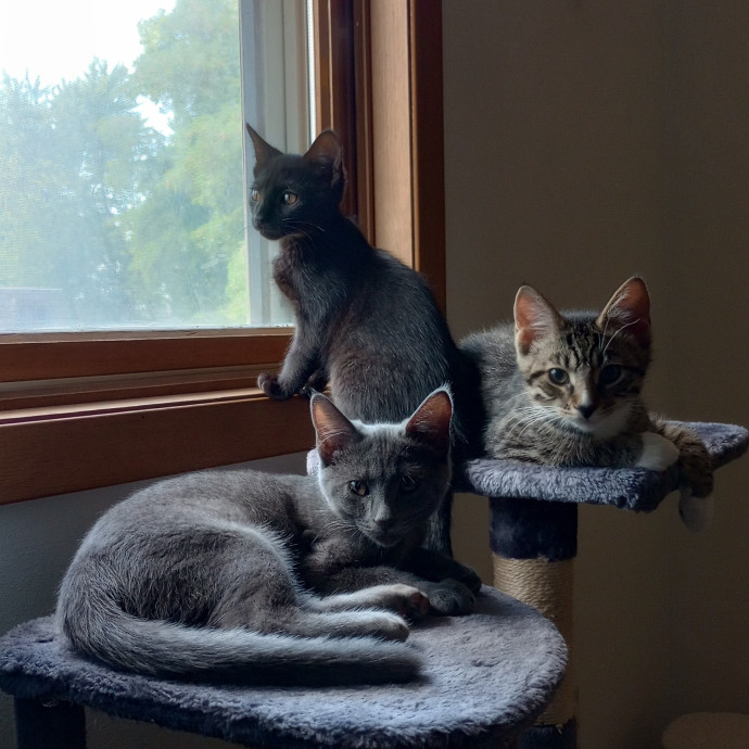 Caring Cat Companion
