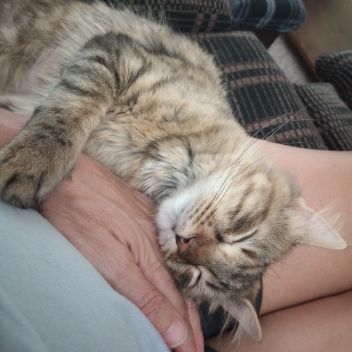 Caring Cat Companion
