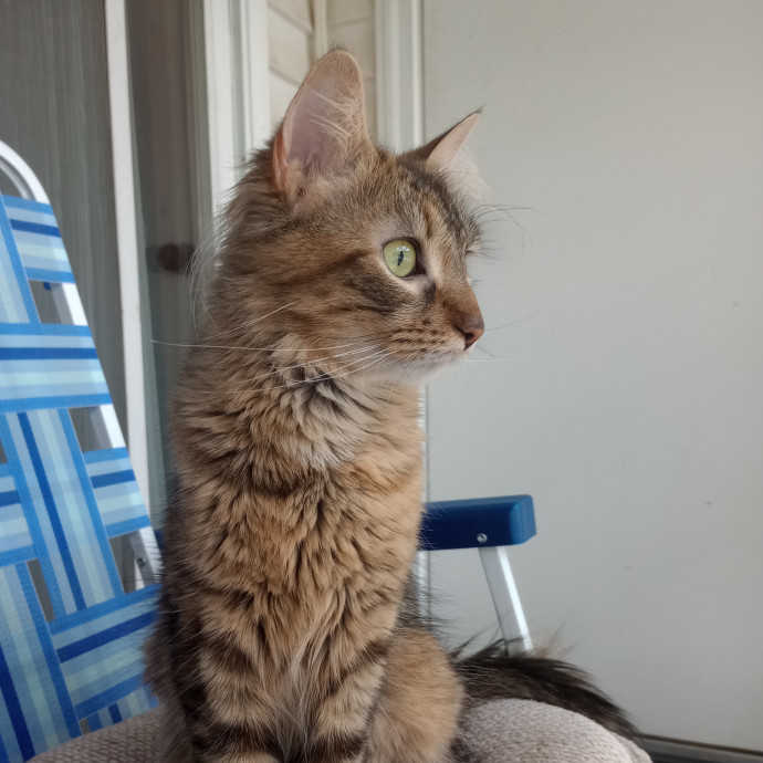 Caring Cat Companion