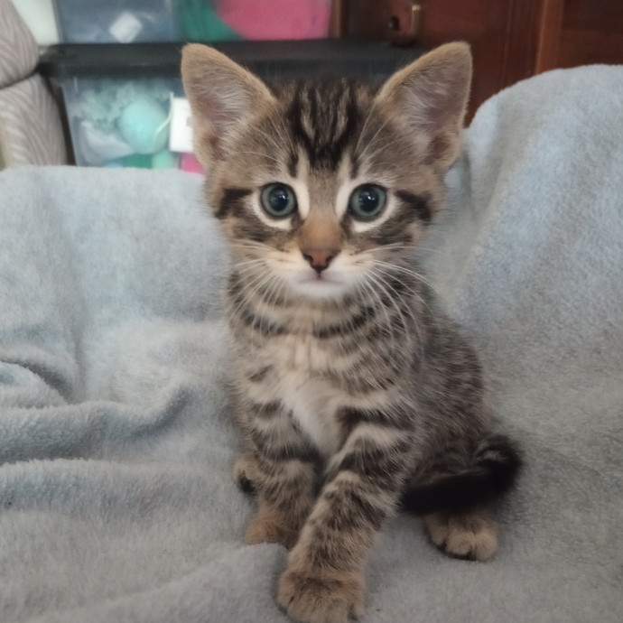 Caring Cat Companion