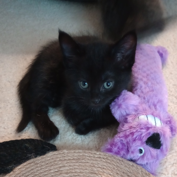 Caring Cat Companion