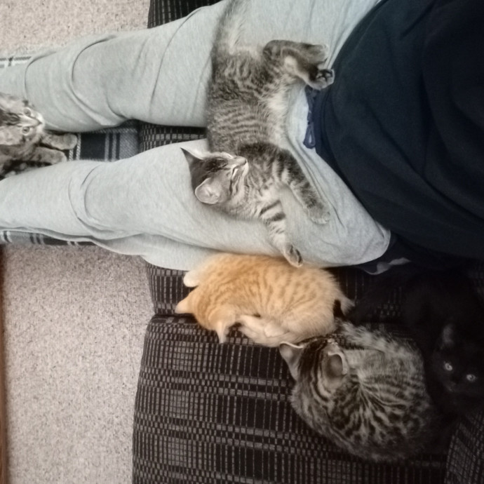 Caring Cat Companion