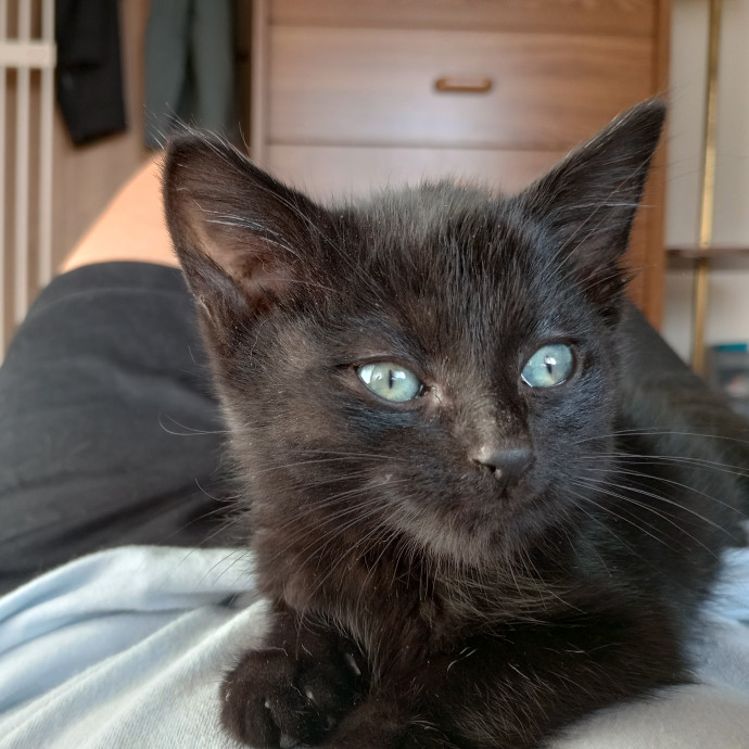 Caring Cat Companion