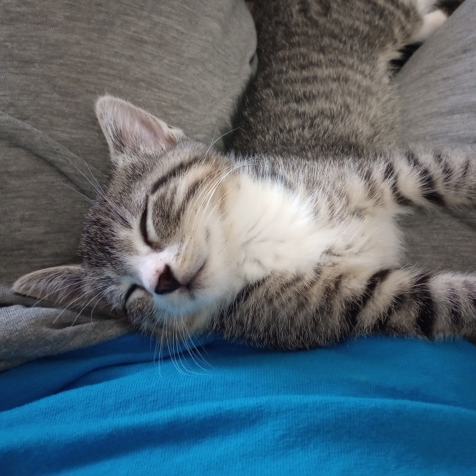 Caring Cat Companion