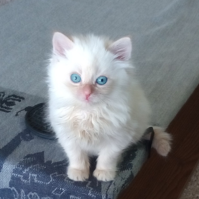 Caring Cat Companion
