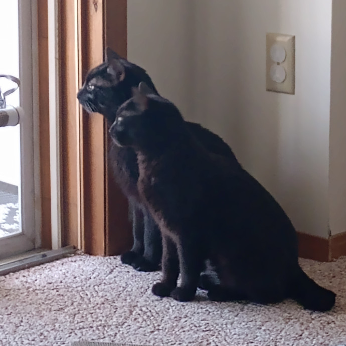 Caring Cat Companion